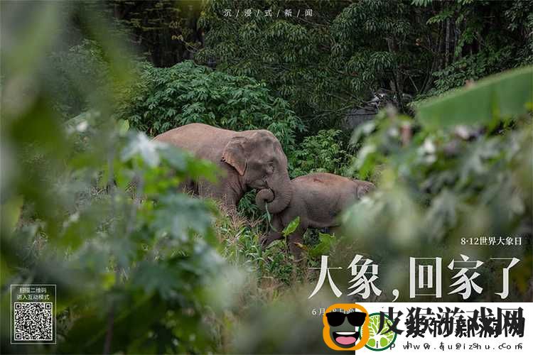 探索“大象为何总能三秒内回家”的神秘
