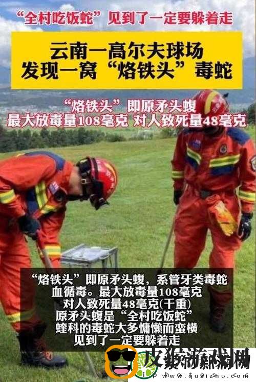 云南腾冲发现一窝烙铁头